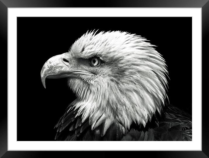 Bald Eagle Framed Mounted Print by Stuart Gennery