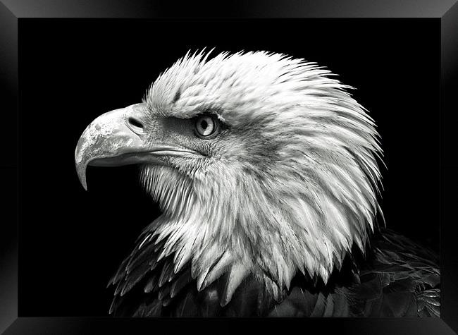 Bald Eagle Framed Print by Stuart Gennery