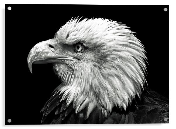 Bald Eagle Acrylic by Stuart Gennery