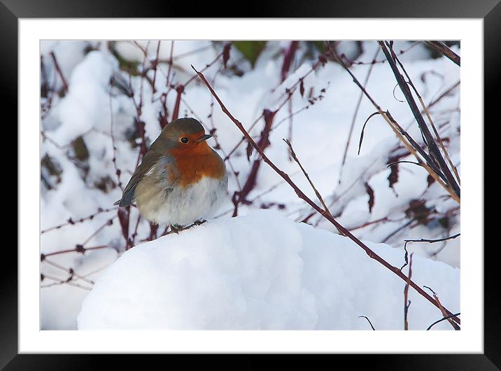 Robin Framed Mounted Print by Elaine Whitby