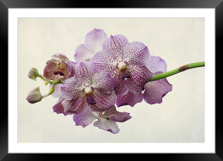 purple orchids Framed Mounted Print by Heather Newton