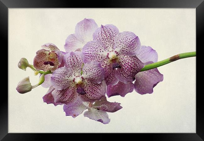 purple orchids Framed Print by Heather Newton