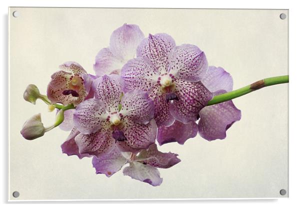 purple orchids Acrylic by Heather Newton