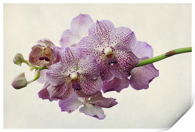 purple orchids Print by Heather Newton