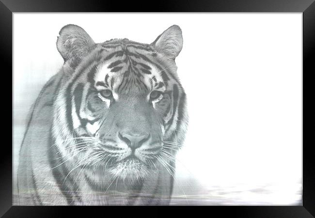 Tiger Framed Print by Selena Chambers