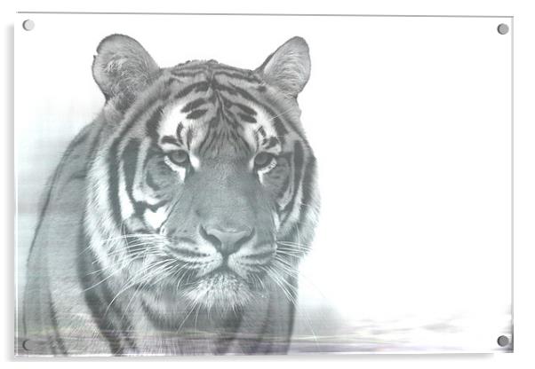 Tiger Acrylic by Selena Chambers