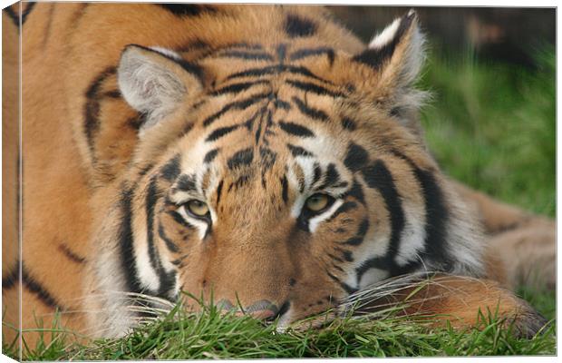 Tiger in the Grass Canvas Print by Selena Chambers