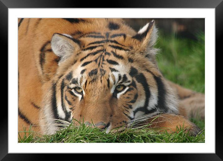 Tiger in the Grass Framed Mounted Print by Selena Chambers