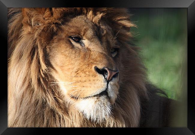 Lion Framed Print by Selena Chambers