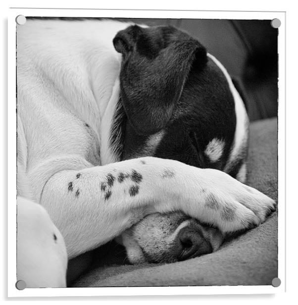 Jack Russell Terrier Dog Asleep in Cute Pose Acrylic by Natalie Kinnear