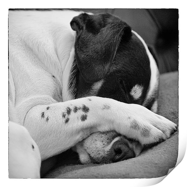 Jack Russell Terrier Dog Asleep in Cute Pose Print by Natalie Kinnear