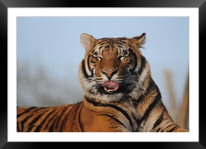 Tiger licking his lips Framed Mounted Print by Selena Chambers