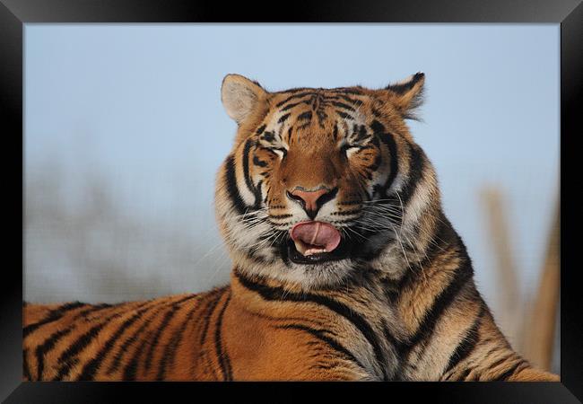 Tiger licking his lips Framed Print by Selena Chambers
