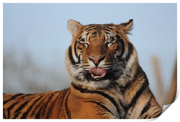 Tiger licking his lips Print by Selena Chambers