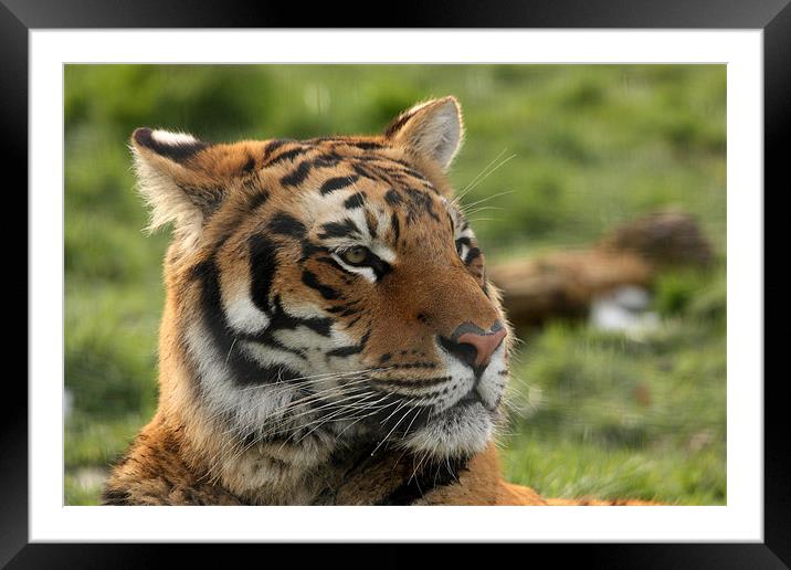 Tiger Framed Mounted Print by Selena Chambers