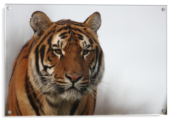 Tiger Acrylic by Selena Chambers