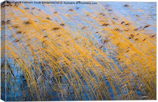 Autumn coloured reeds Canvas Print by Kathleen Smith (kbhsphoto)