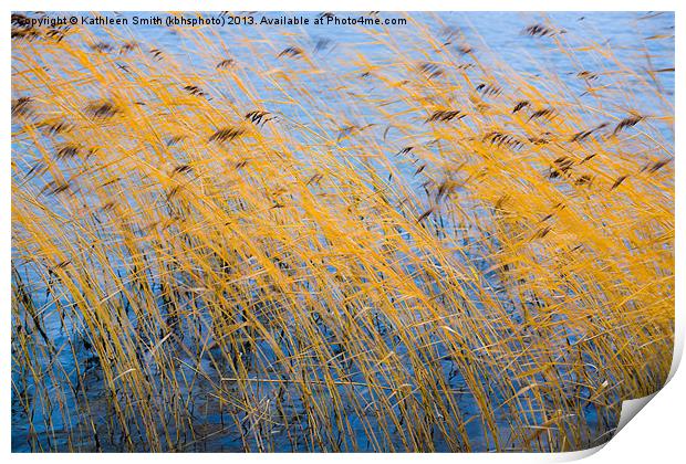 Autumn coloured reeds Print by Kathleen Smith (kbhsphoto)