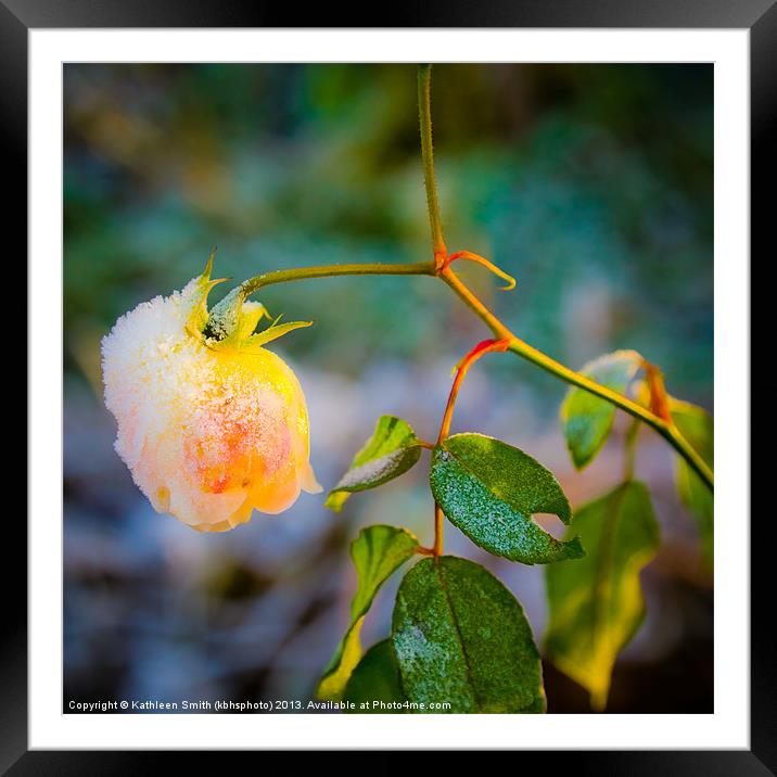 Frosted yellow rose Framed Mounted Print by Kathleen Smith (kbhsphoto)