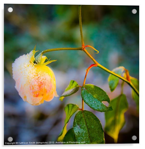 Frosted yellow rose Acrylic by Kathleen Smith (kbhsphoto)