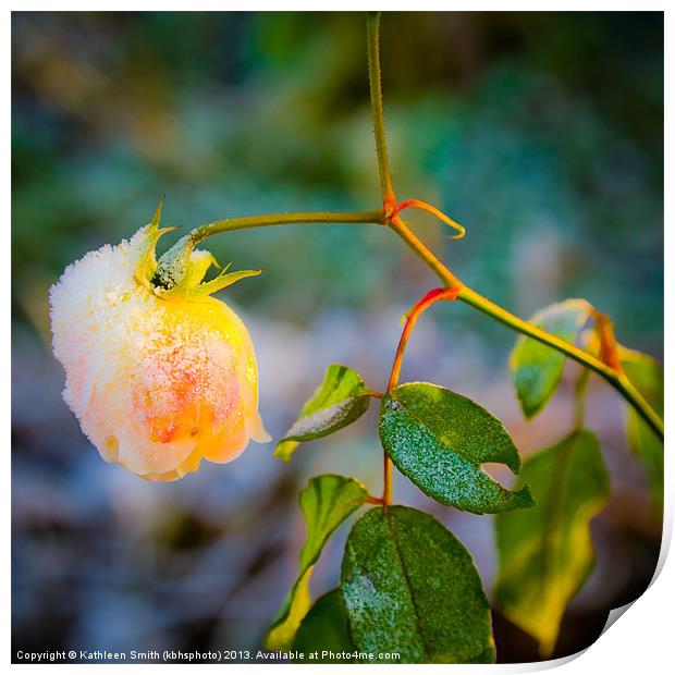 Frosted yellow rose Print by Kathleen Smith (kbhsphoto)