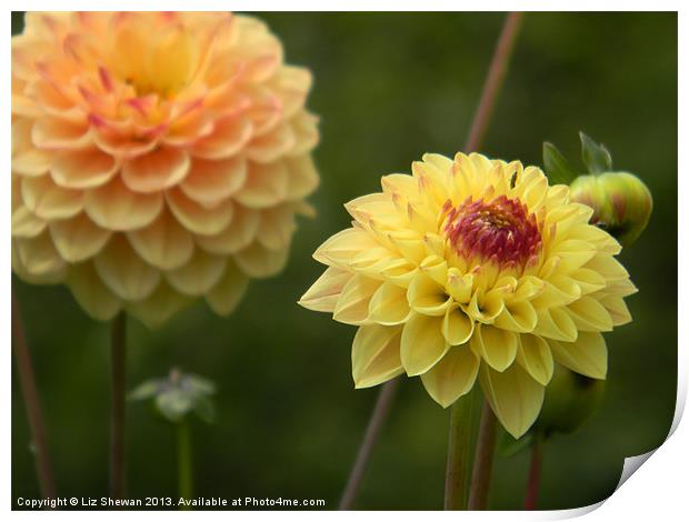 Darling Dahlia Print by Liz Shewan