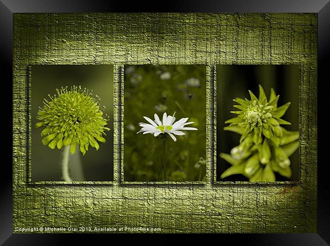 Flowers on Wooden Background Framed Print by Michelle Orai