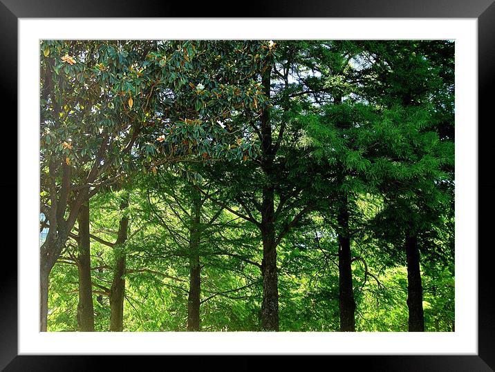 Tree woodland Framed Mounted Print by caren chapman