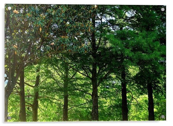 Tree woodland Acrylic by caren chapman
