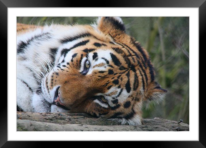 Sleepy Tiger Framed Mounted Print by Selena Chambers