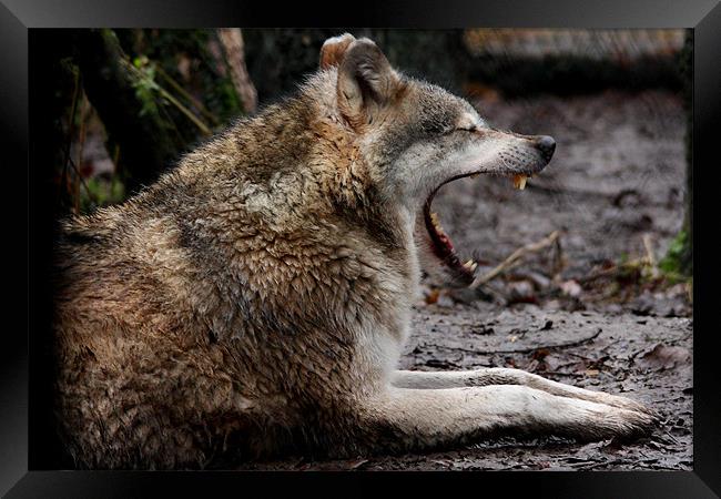 Wolf Yawning Framed Print by Selena Chambers
