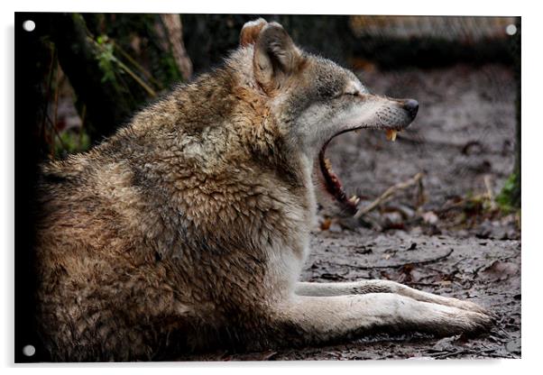 Wolf Yawning Acrylic by Selena Chambers