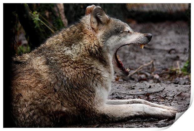 Wolf Yawning Print by Selena Chambers