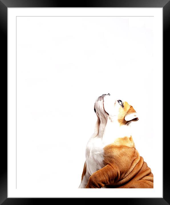 Bulldog Framed Mounted Print by Keith Campbell