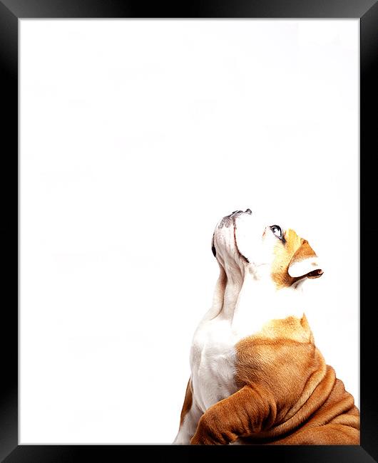 Bulldog Framed Print by Keith Campbell