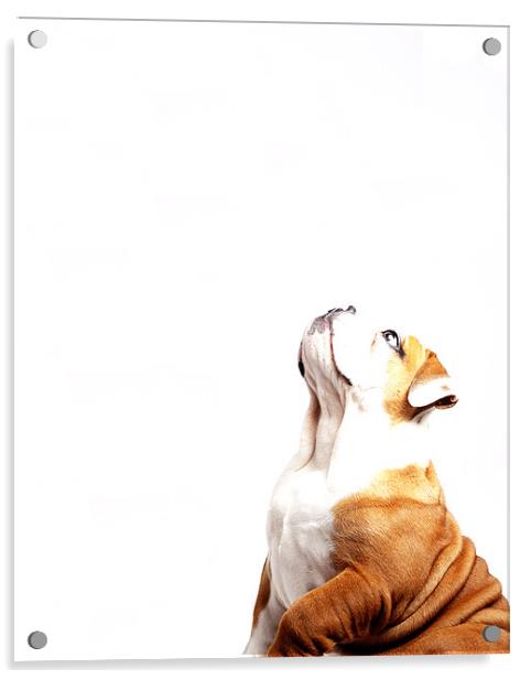 Bulldog Acrylic by Keith Campbell