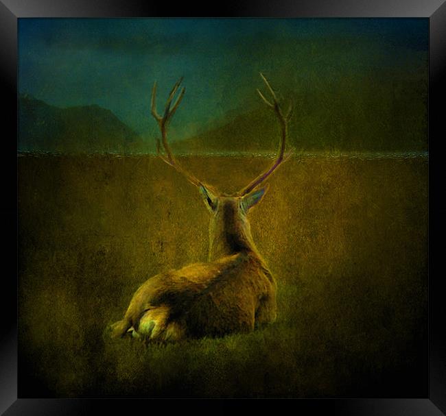 Deer Framed Print by Debra Kelday