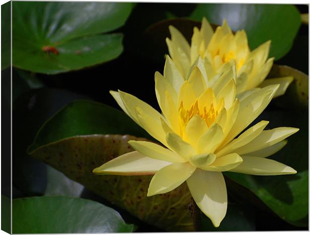 Yellow Water Lilly Canvas Print by Shari DeOllos
