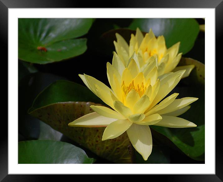 Yellow Water Lilly Framed Mounted Print by Shari DeOllos