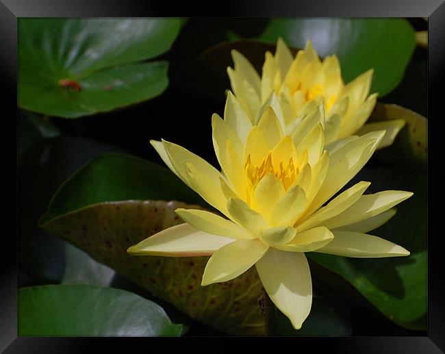 Yellow Water Lilly Framed Print by Shari DeOllos