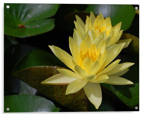 Yellow Water Lilly Acrylic by Shari DeOllos