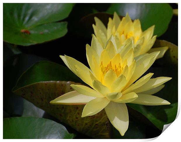 Yellow Water Lilly Print by Shari DeOllos