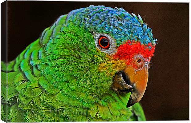 Colourful Parrot Canvas Print by Rachel & Martin Pics