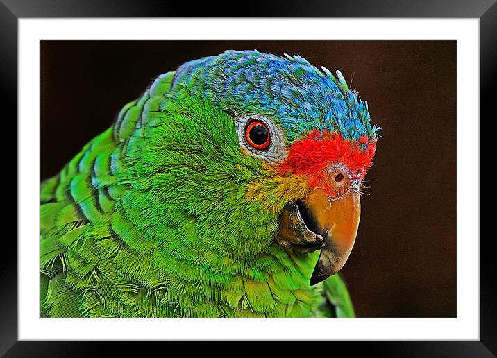 Colourful Parrot Framed Mounted Print by Rachel & Martin Pics