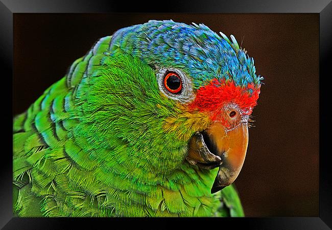 Colourful Parrot Framed Print by Rachel & Martin Pics