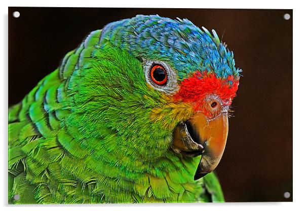 Colourful Parrot Acrylic by Rachel & Martin Pics