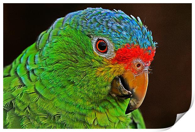 Colourful Parrot Print by Rachel & Martin Pics