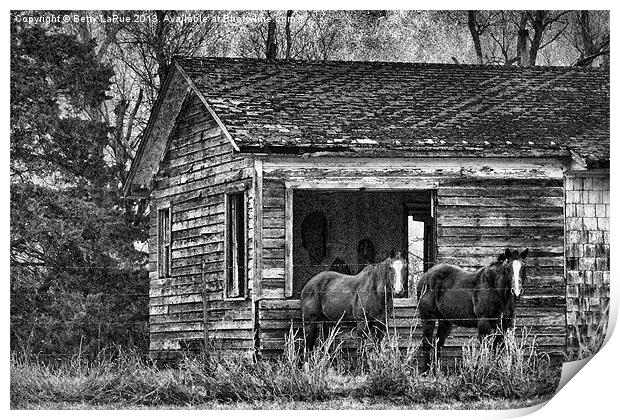 Is This Our Barn Print by Betty LaRue