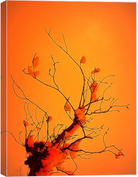 winter tree Canvas Print by dale rys (LP)
