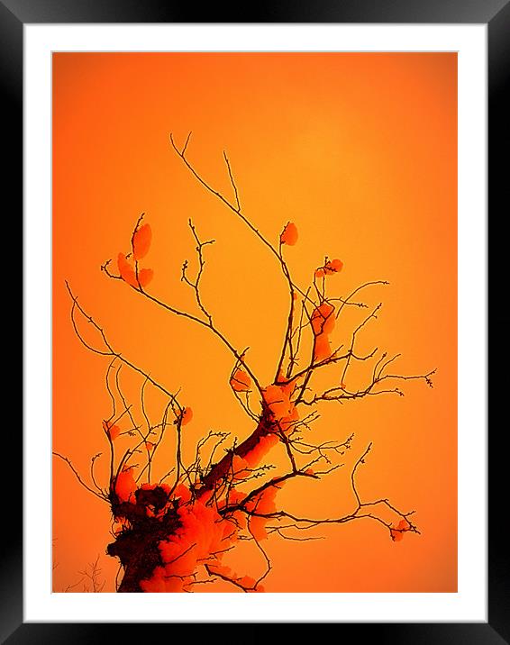 winter tree Framed Mounted Print by dale rys (LP)